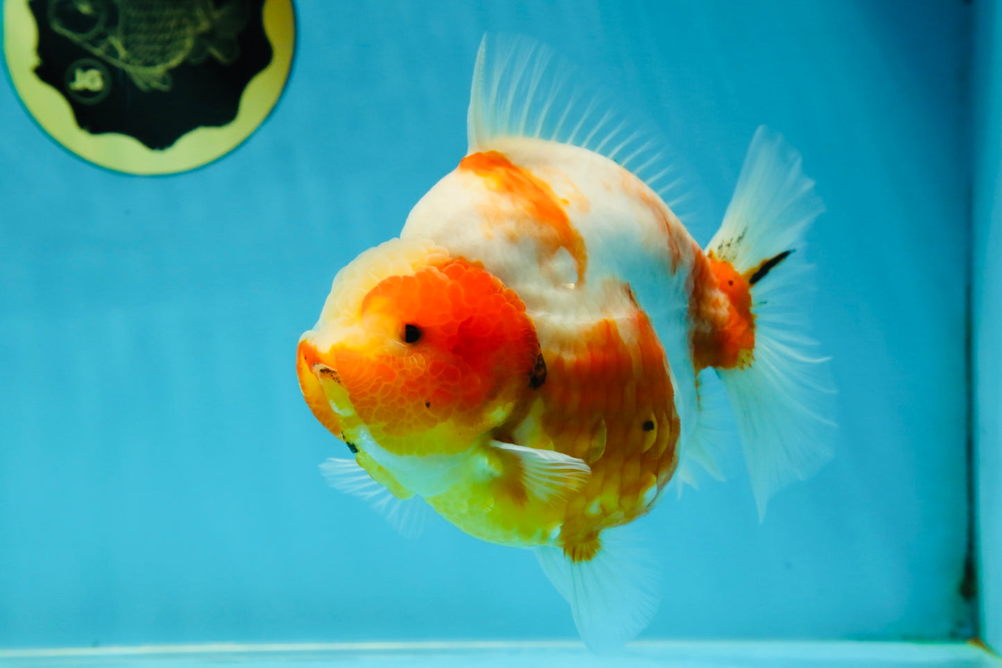 AAA Grade Godzilla Sakura Yuanbao Female 5.5 inches #050925YB_20