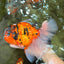 A Grade Broatail Tiger Oranda Male 7.5 inches #100926OR_08