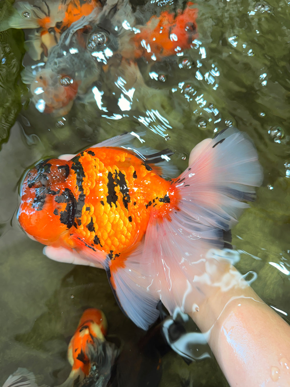 A Grade Broatail Tiger Oranda Male 7.5 inches #100926OR_08