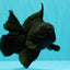 TOOTHLESS A Grade Black Oranda Female 5.5-6 inches #101626OR_15