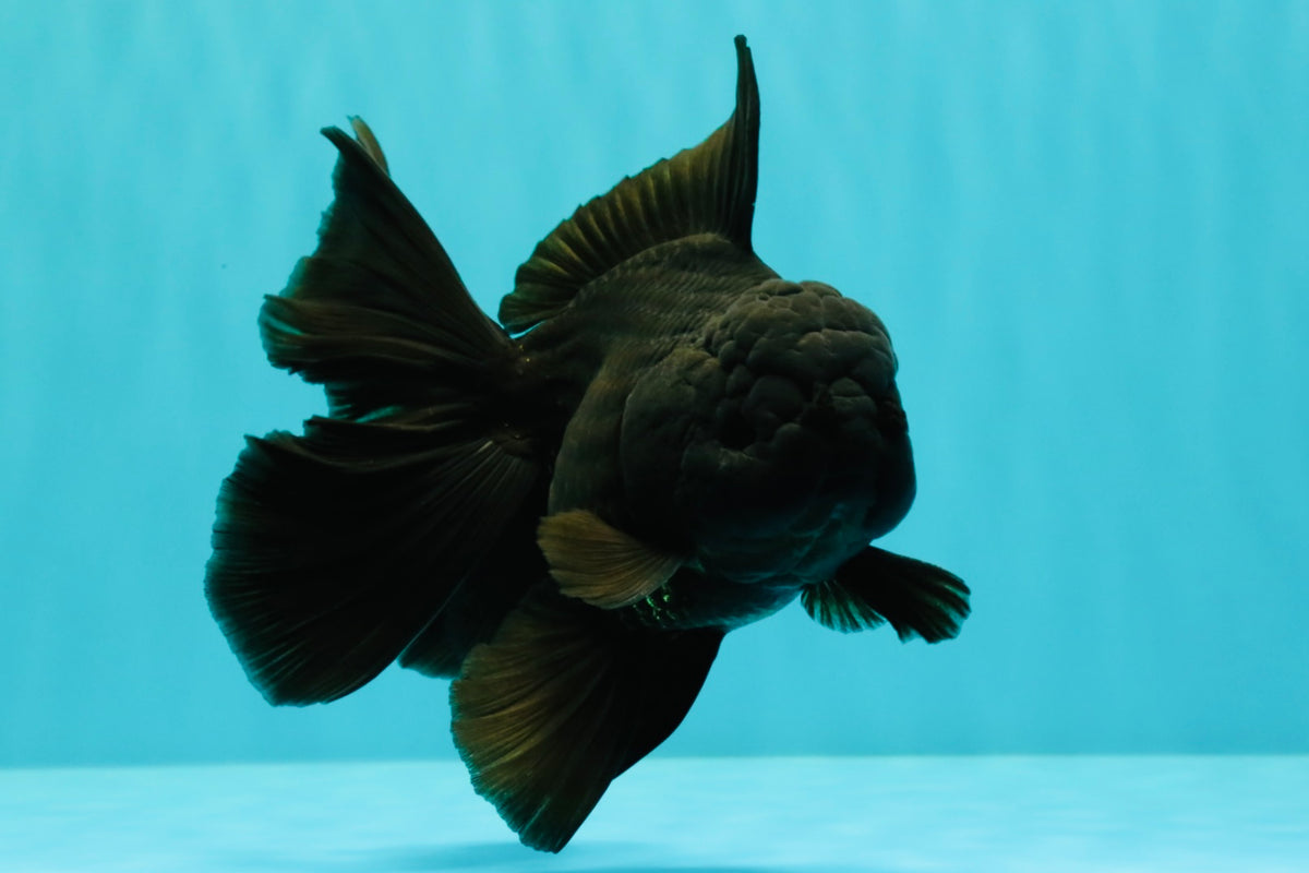TOOTHLESS A Grade Black Oranda Female 5.5-6 inches #101626OR_15