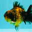CHONKY A Grade Tiger Oranda Male 5-5.5 inches #090426OR_04