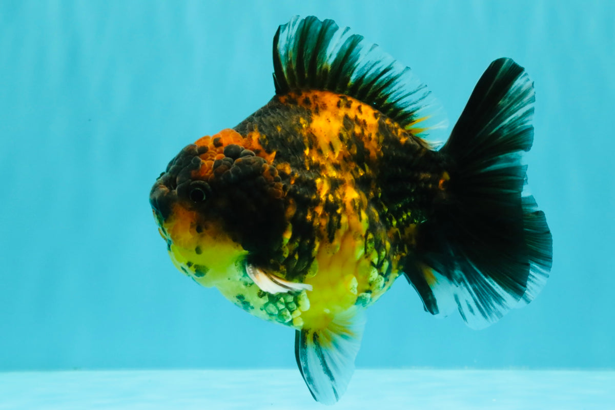 CHONKY A Grade Tiger Oranda Male 5-5.5 inches #090426OR_04
