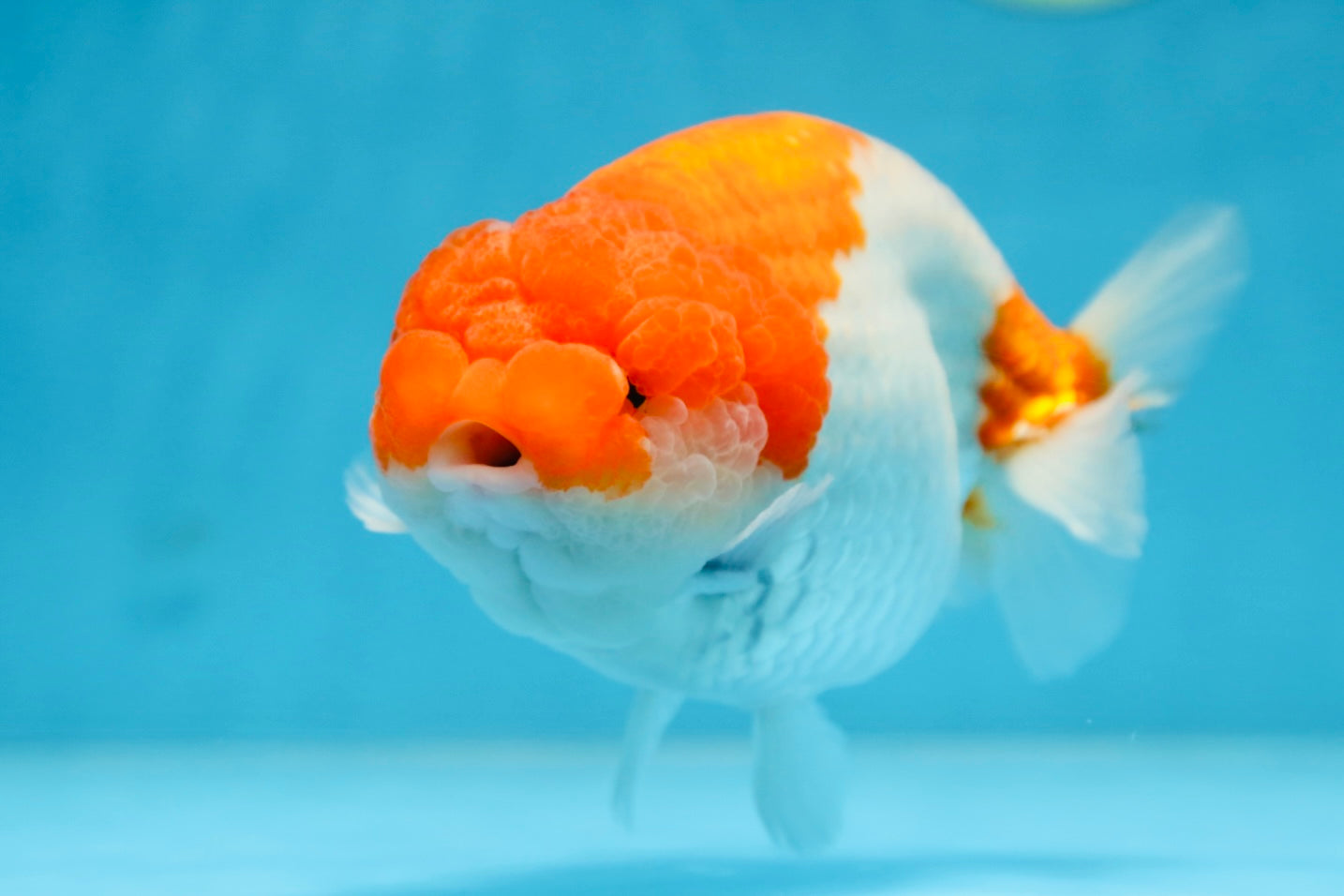 AAA Grade FLUFFY WEN Red White LionQueen 5.5-6 inches #090525LC_02