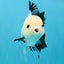 SPECIAL Panda Button Eyes Oranda Male 5 inches #041026OR_11