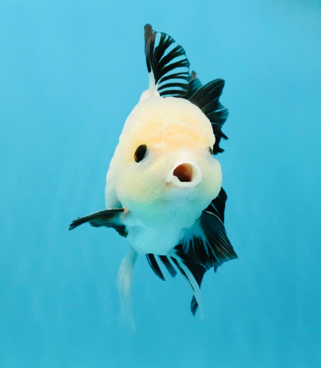 SPECIAL Panda Button Eyes Oranda Male 5 inches #041026OR_11