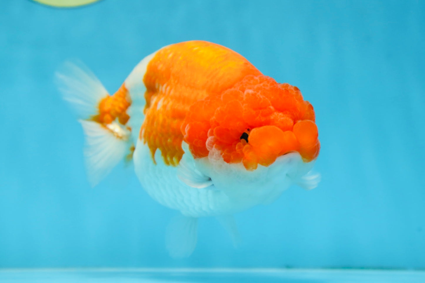 AAA Grade FLUFFY WEN Red White LionQueen 5.5-6 inches #090525LC_02