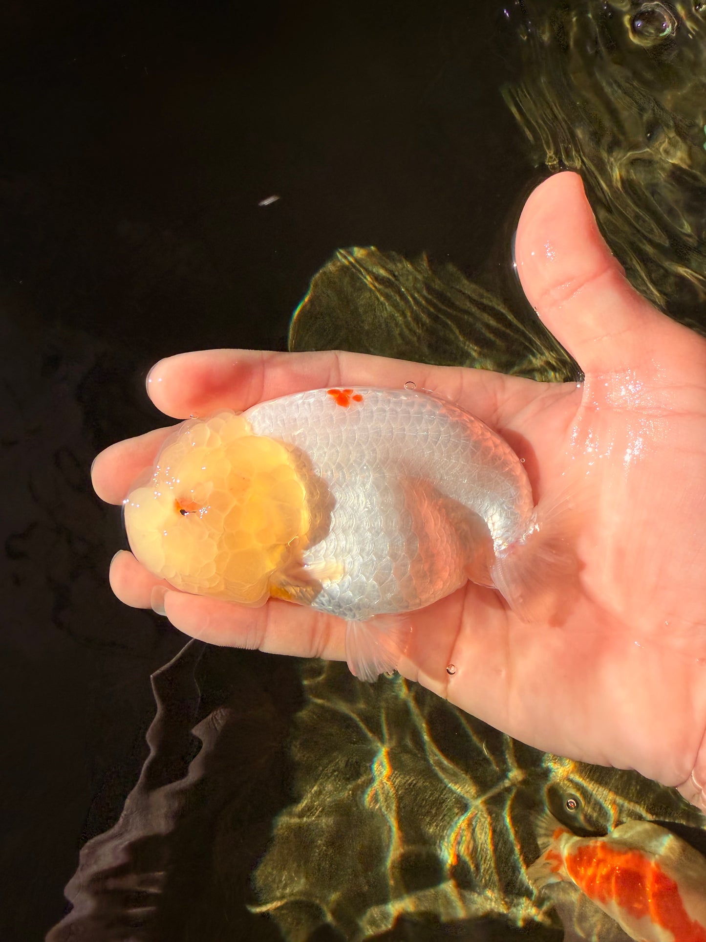 A Grade Dragon Head White LionQueen 4-4.5 inches #022726LC_23