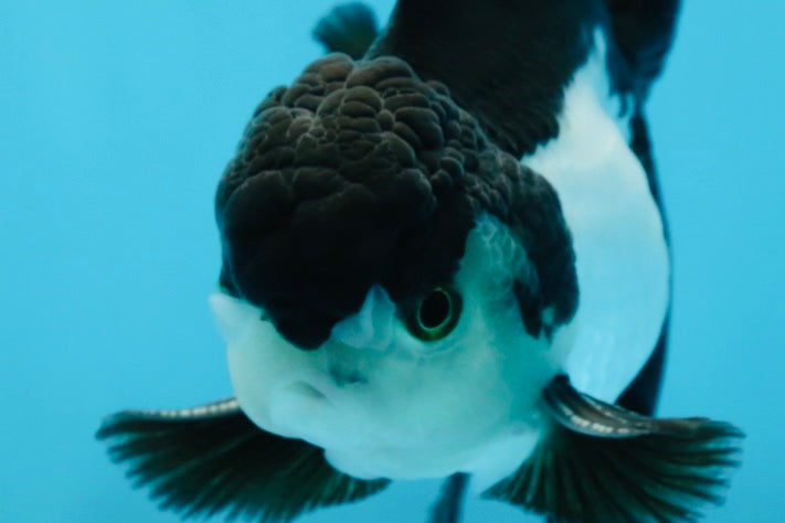 A Grade Young Panda Button Eyes Oranda Male 4.5-5 inches #061325_03