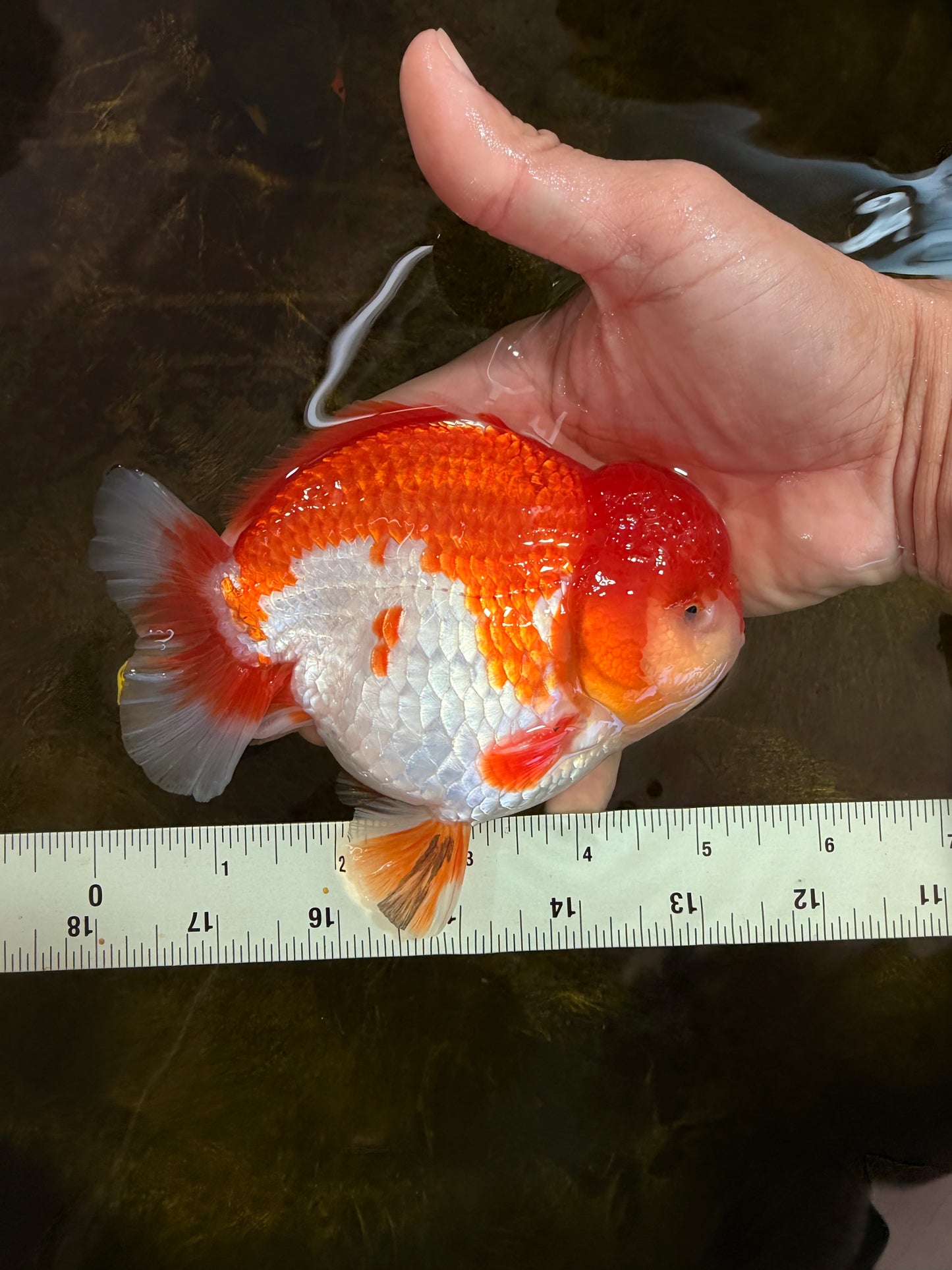 SHOW GRADE Godzilla Red White Yuanbao Male 5.5 inches #101025YB_27