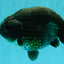 UNIQUE Black Blue Ranchu Male 5.5 inches #100226RC_24