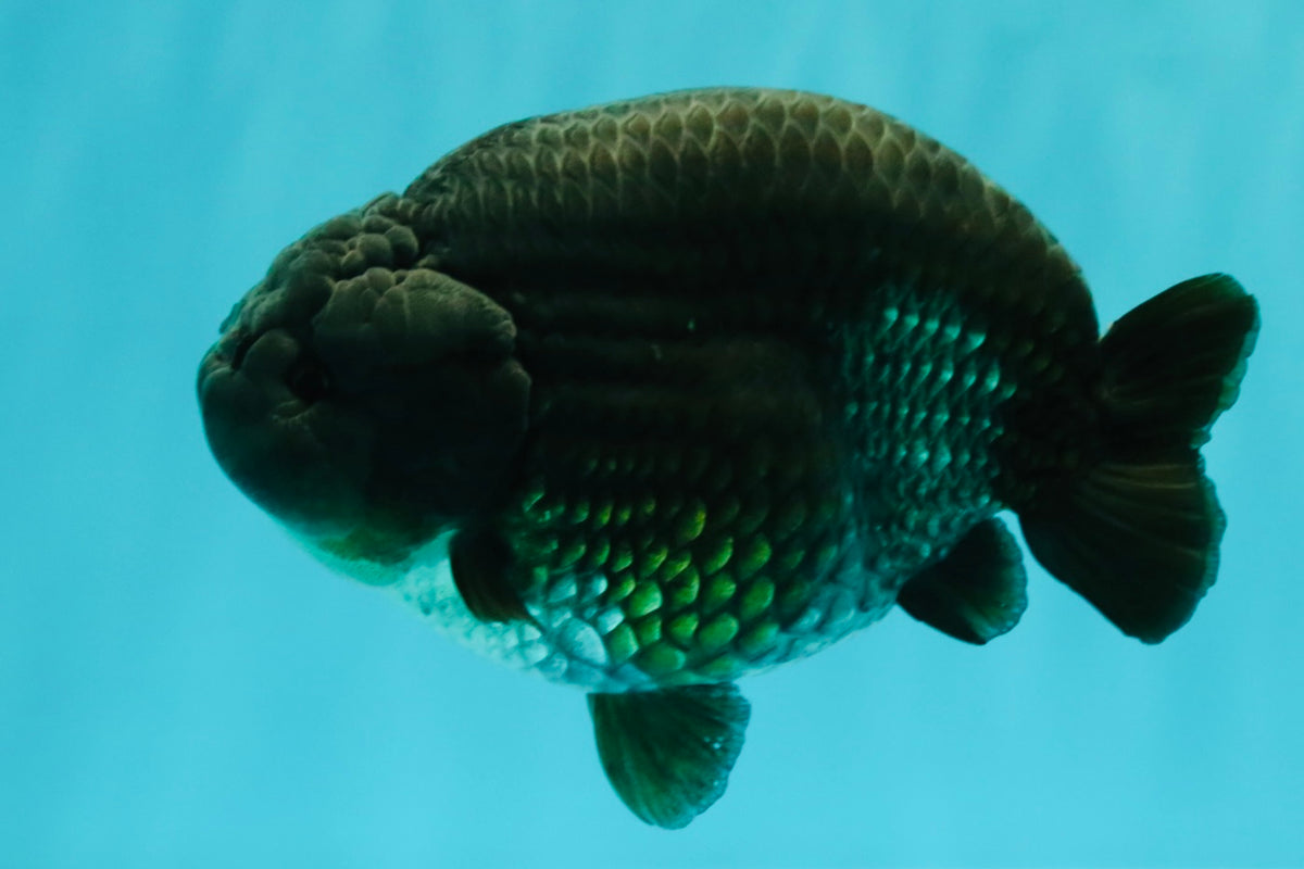 UNIQUE Black Blue Ranchu Male 5.5 inches #100226RC_24