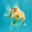 A Grade Red White Yuanbao Female 5-5.5 inches #082126YB_28