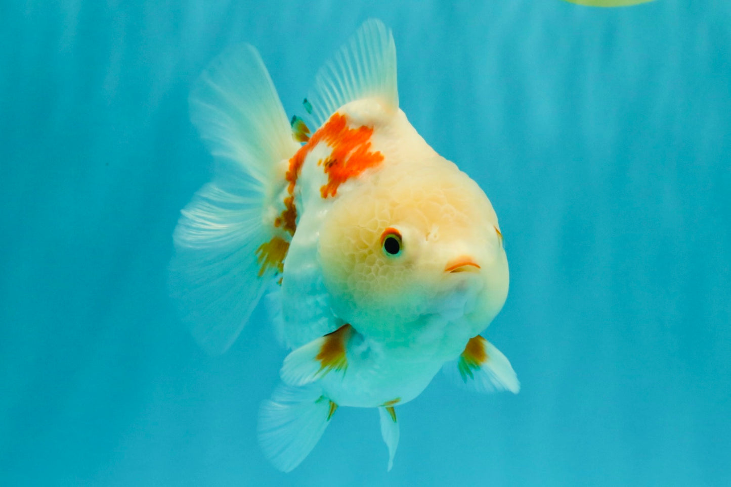 A Grade Red White Yuanbao Female 5-5.5 inches #082126YB_28