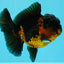 A Grade LAVA Apache Oranda Female 5.5-6 inches #030626OR_28