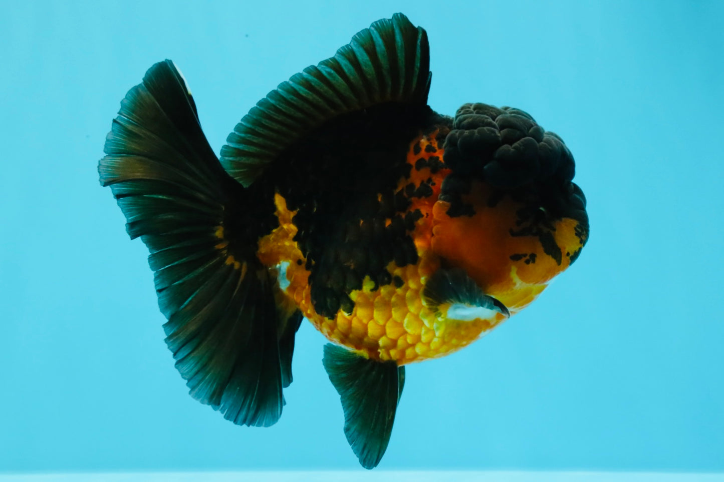 A Grade LAVA Apache Oranda Female 5.5-6 inches #030626OR_28