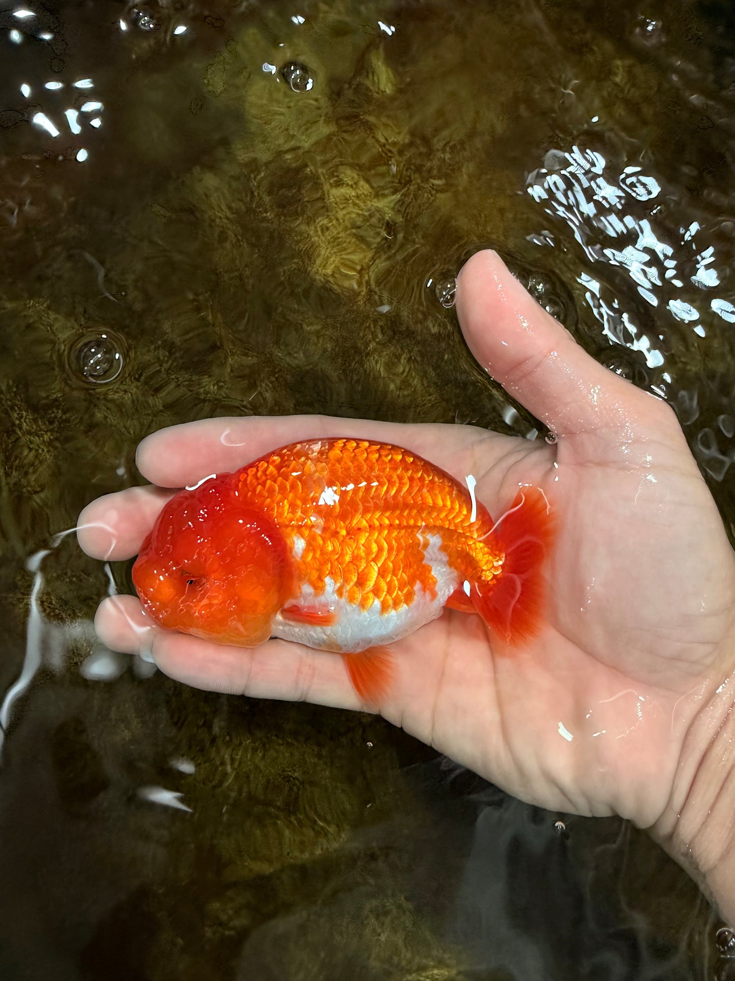 A Grade Red White LionQueen 4 inches #112125LC_14