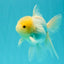 A Grade White Oranda Male 5-5.5 inches #102326OR_20