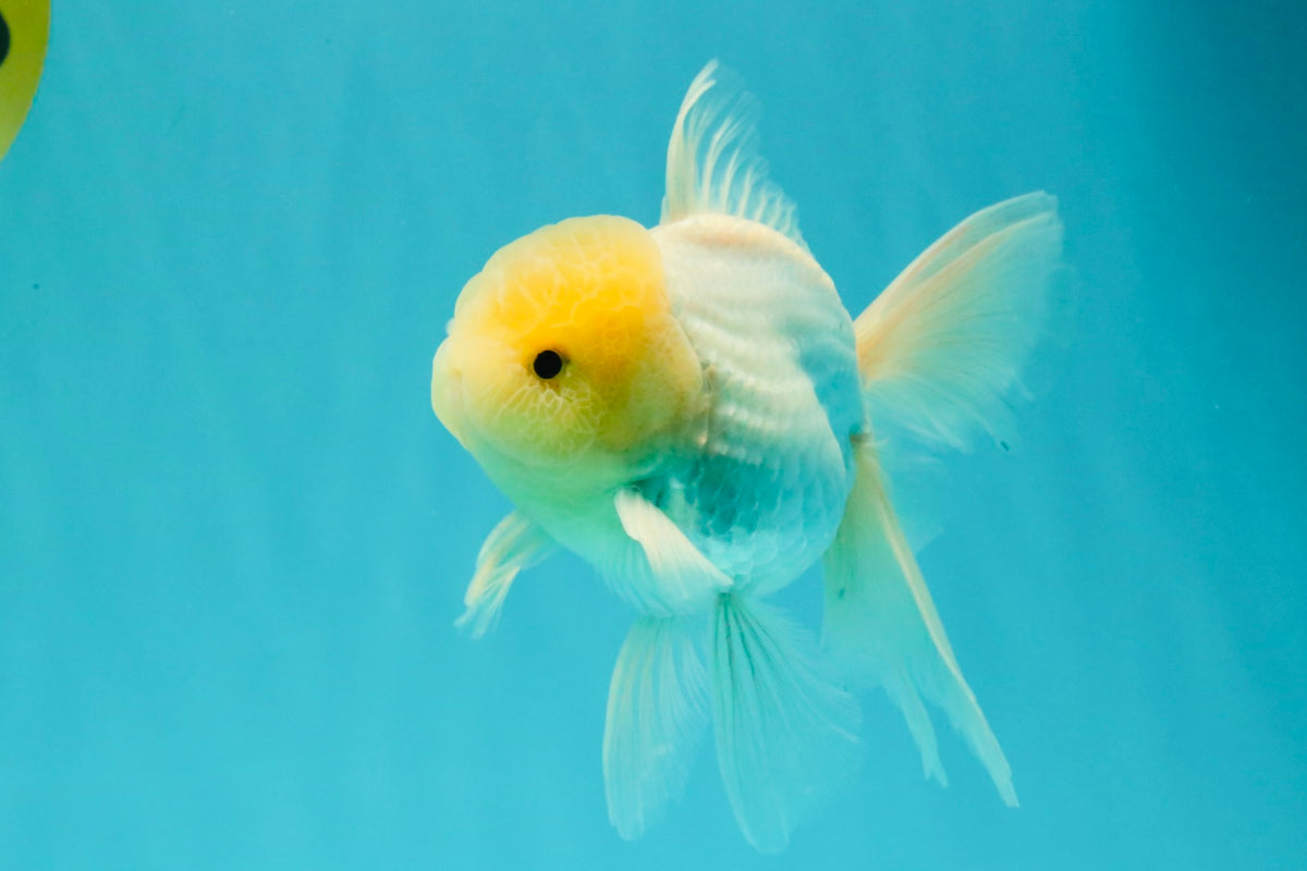 A Grade White Oranda Male 5-5.5 inches #102326OR_20