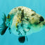 A Grade Tiger Ranchu Female 5-5.5 inches #073126RC_12