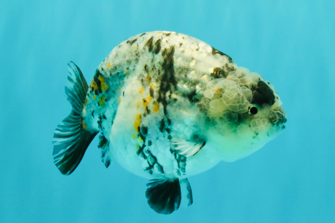 A Grade Tiger Ranchu Female 5-5.5 inches #073126RC_12