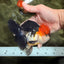 CHARLIE Tricolor Oranda Male 5-5.5 inches #040326OR_10