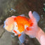 FLUFFY WEN AAA Grade Jade Head Red White Oranda Male 7.5 inches #071726OR_02