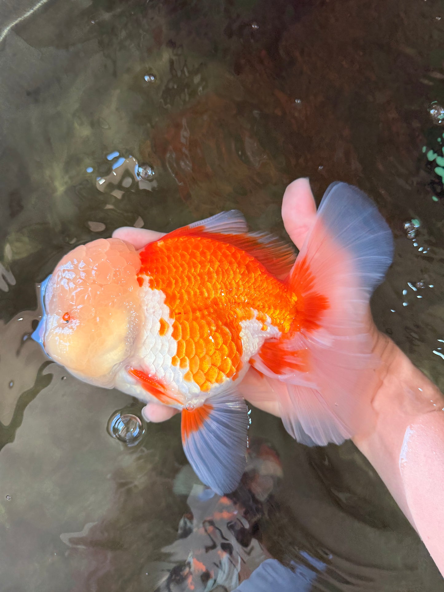FLUFFY WEN AAA Grade Jade Head Red White Oranda Male 7.5 inches #071726OR_02