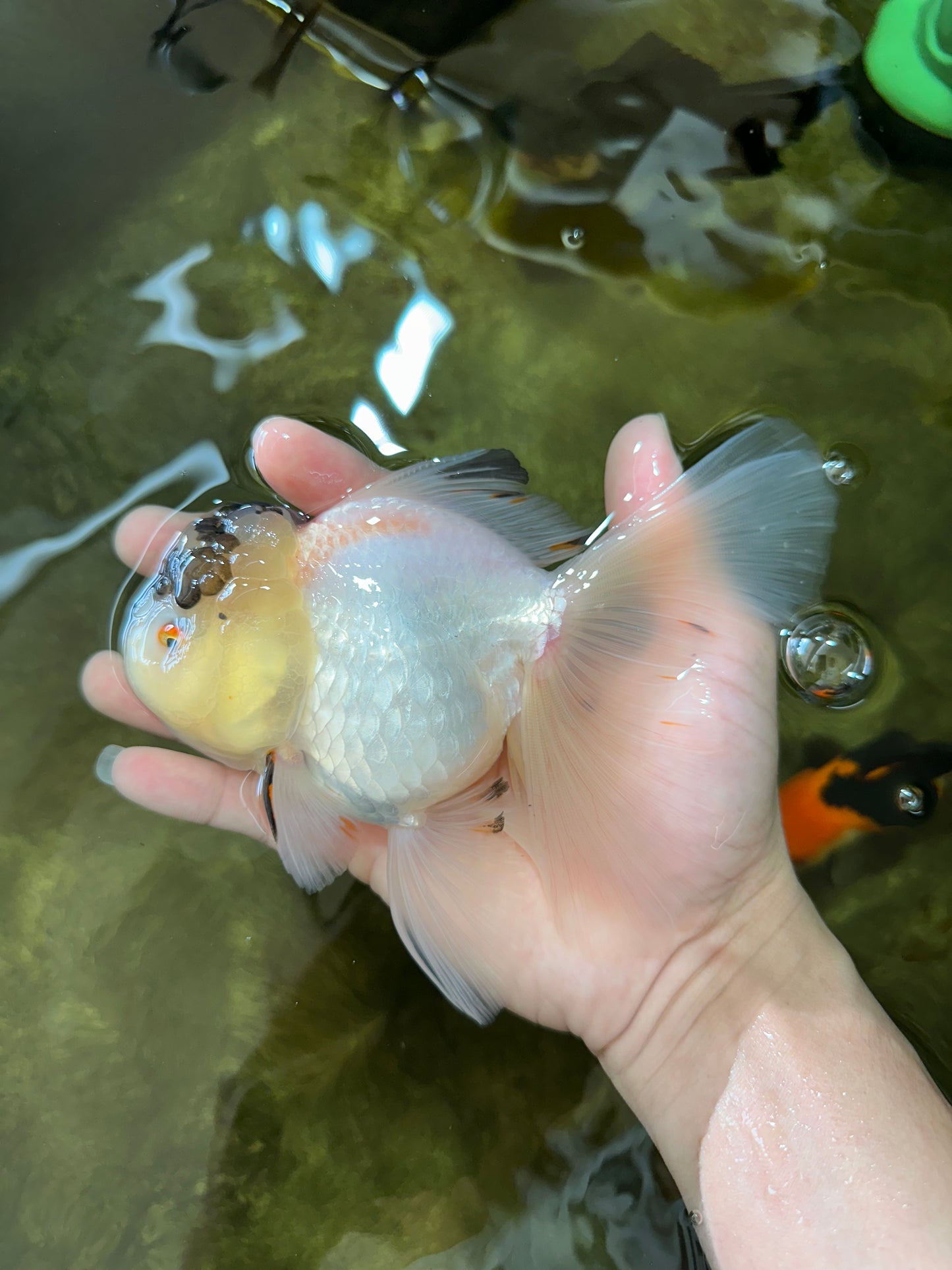 A Grade Unique Tricolor Oranda Female 6 inches #050225OR_03