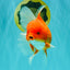 A Grade Red White Oranda Male 6 inches #101626OR_06