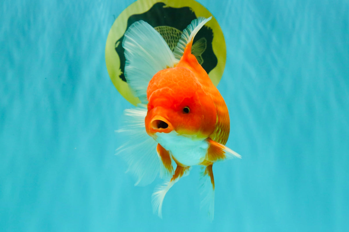 A Grade Red White Oranda Male 6 inches #101626OR_06