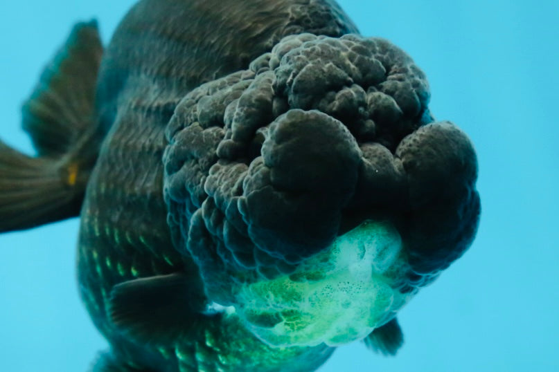 AAA Grade High Back Black LionQueen 4 inches #050925LC_10