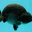 CHUBBY AAA Grade Platinum Black Blue Ranchu Male 5 inches #062626RC_09