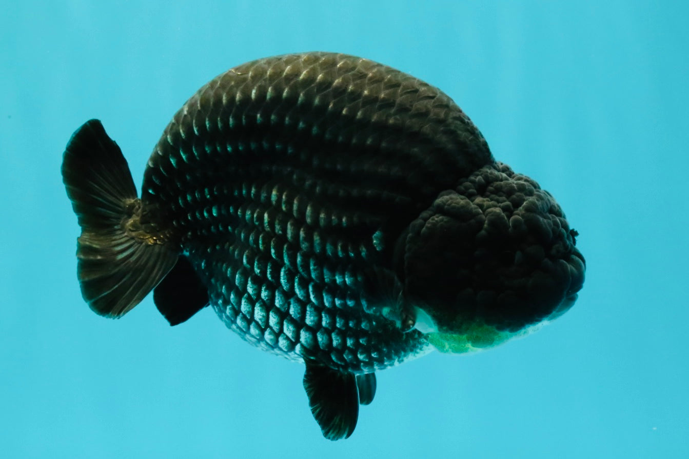 CHUBBY AAA Grade Platinum Black Blue Ranchu Male 5 inches #062626RC_09