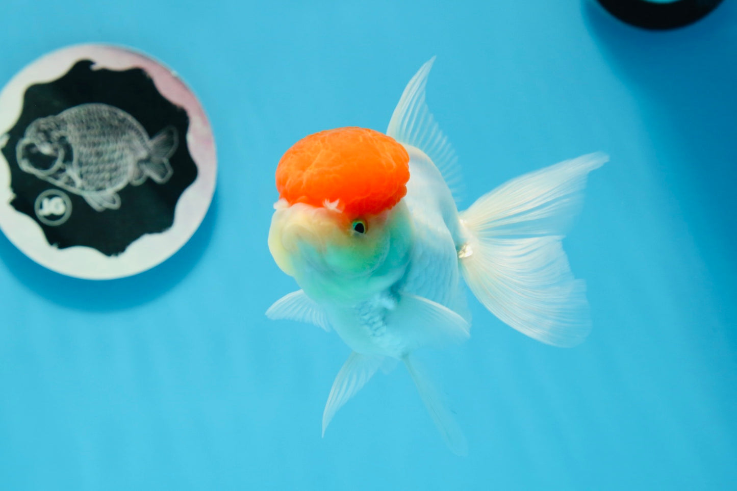 Oranda hembra de gorra roja de grado A, 4,5 pulgadas, n.º 0830OR_10