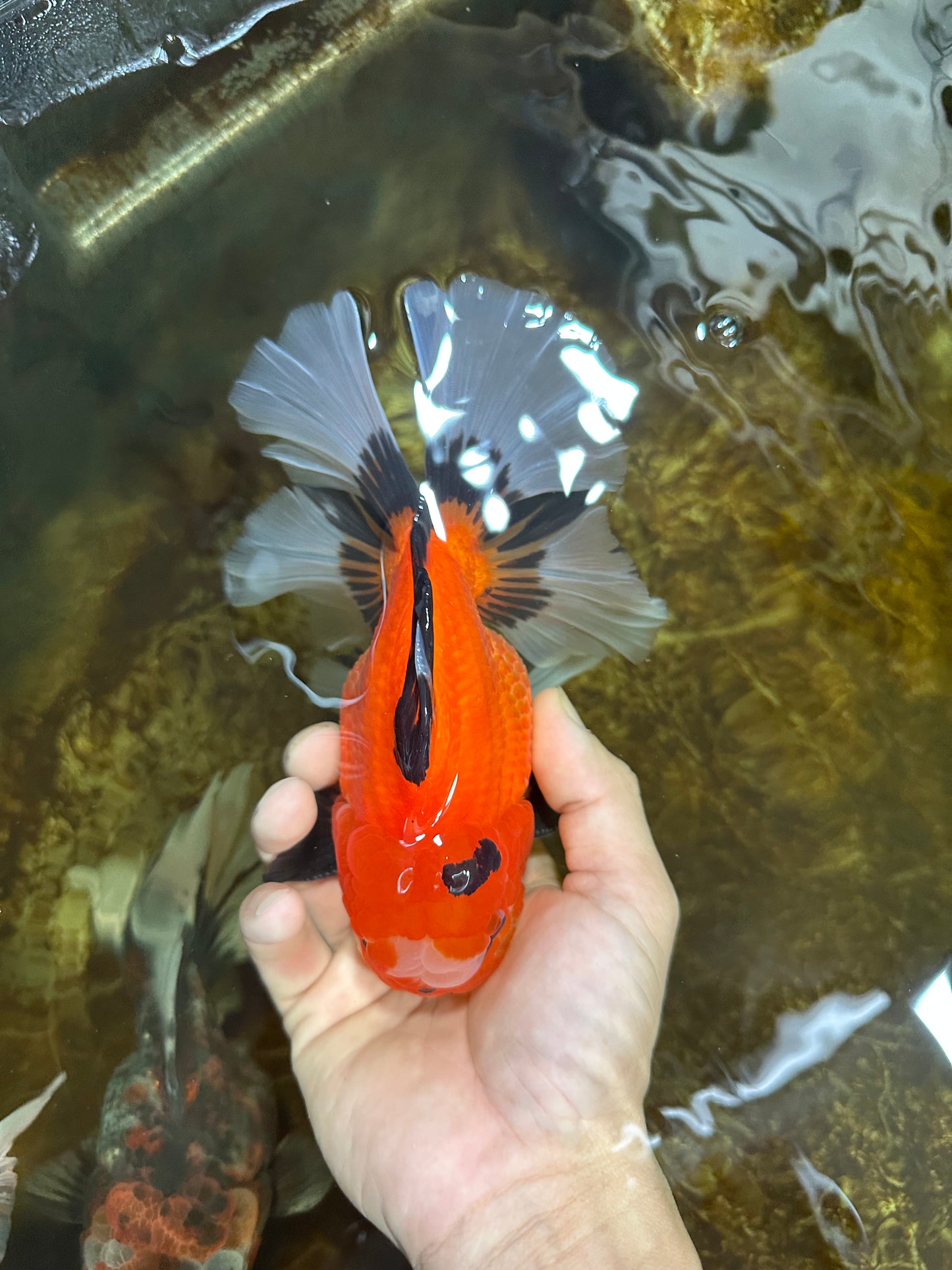 AAA Grade THICK BODY Godzilla Apache Oranda Male 6.5 inches #090525OR_07