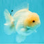 AAA Grade White Yuanbao Male 4.5-5 inches #072426YB_28