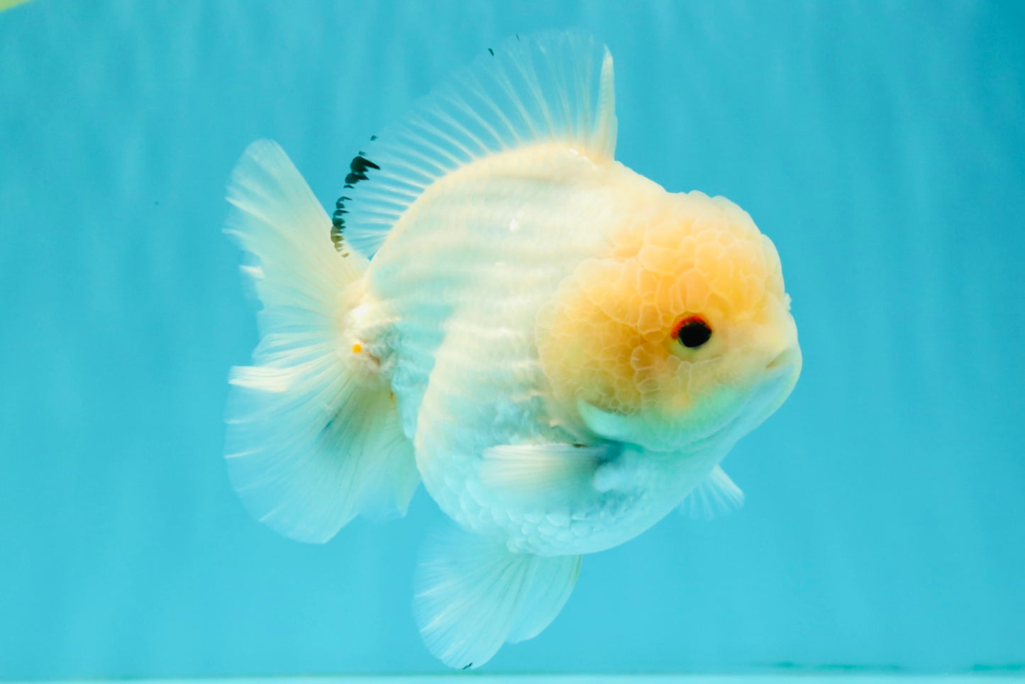AAA Grade White Yuanbao Male 4.5-5 inches #072426YB_28