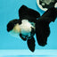 🐼 A Grade Killer Whale Panda Oranda Female 5.5 inches #0607OR_04