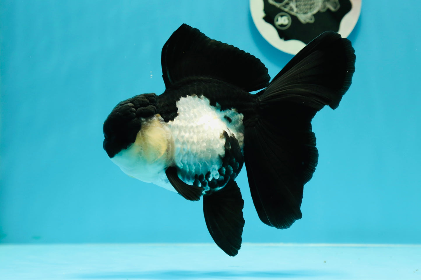 🐼 A Grade Killer Whale Panda Oranda Female 5.5 inches #0607OR_04