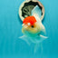 A Grade Pom-poms Tancho Oranda Female 5 inches #102524OR_12