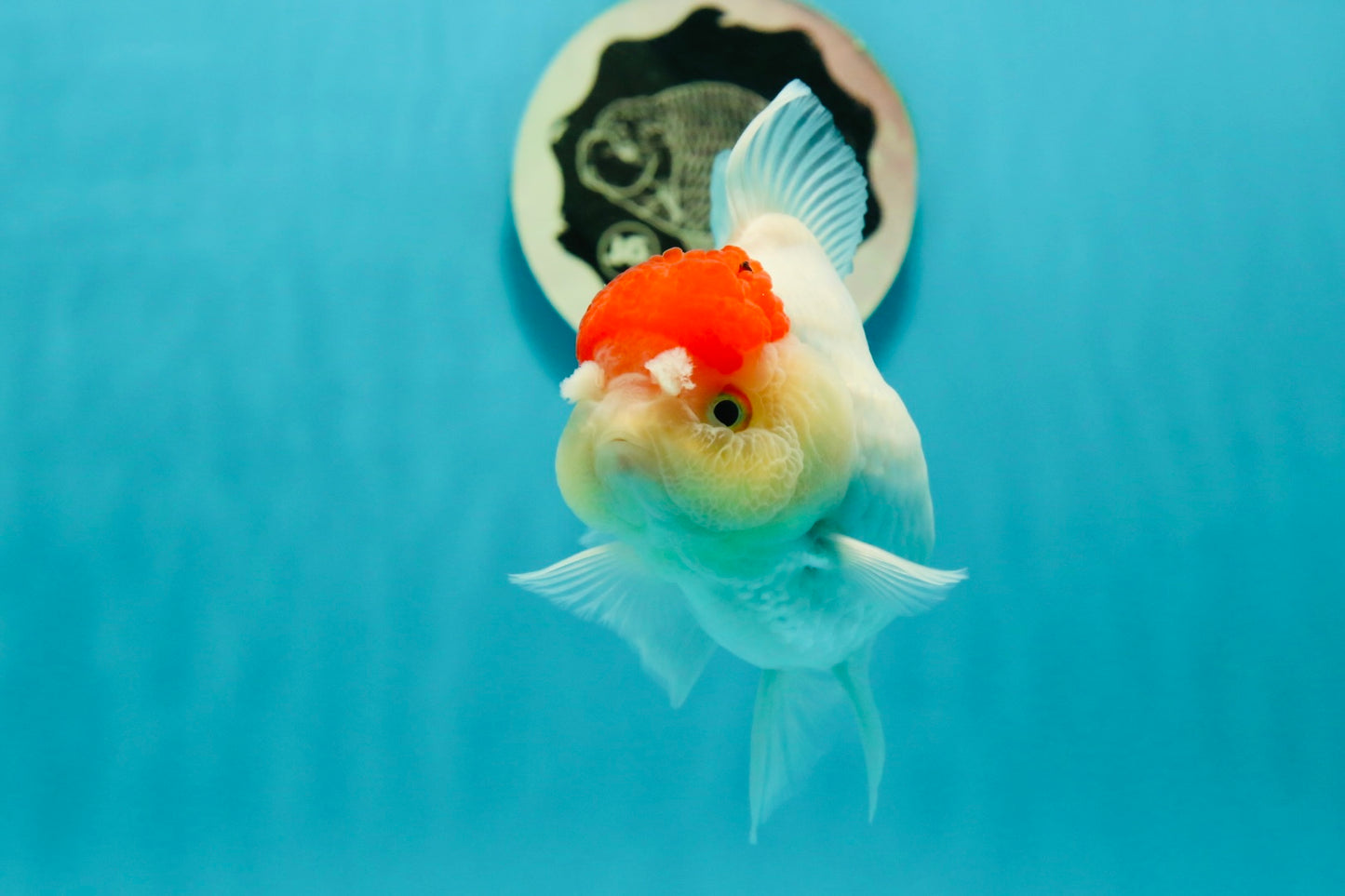 A Grade Pom-poms Tancho Oranda Female 5 inches #102524OR_12