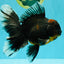 CHONKY A Grade Kirin Oranda Male 6.5-7 inches #071026OR_34