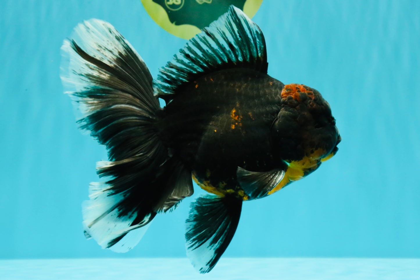 CHONKY A Grade Kirin Oranda Male 6.5-7 inches #071026OR_34
