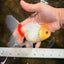 Red White Oranda Female 5.5 inches #111425OR_18