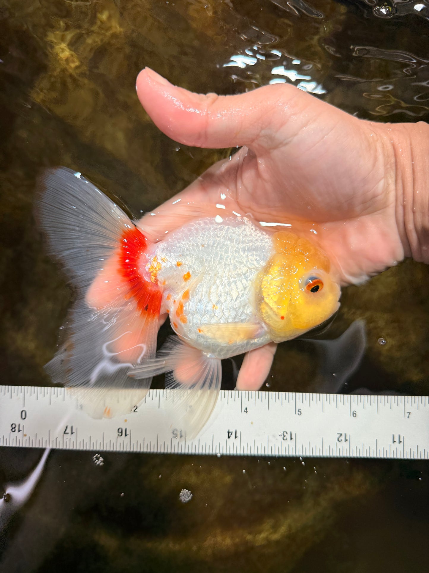 Red White Oranda Female 5.5 inches #111425OR_18
