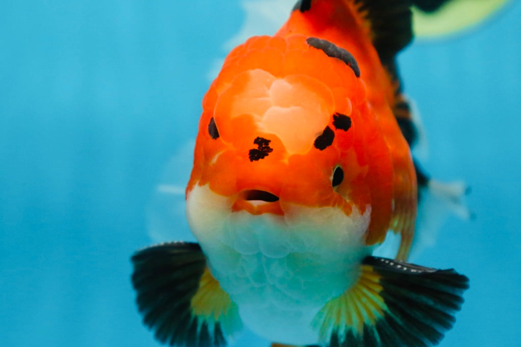 AAA Grade THICK BODY Godzilla Apache Oranda Male 6.5 inches #090525OR_07