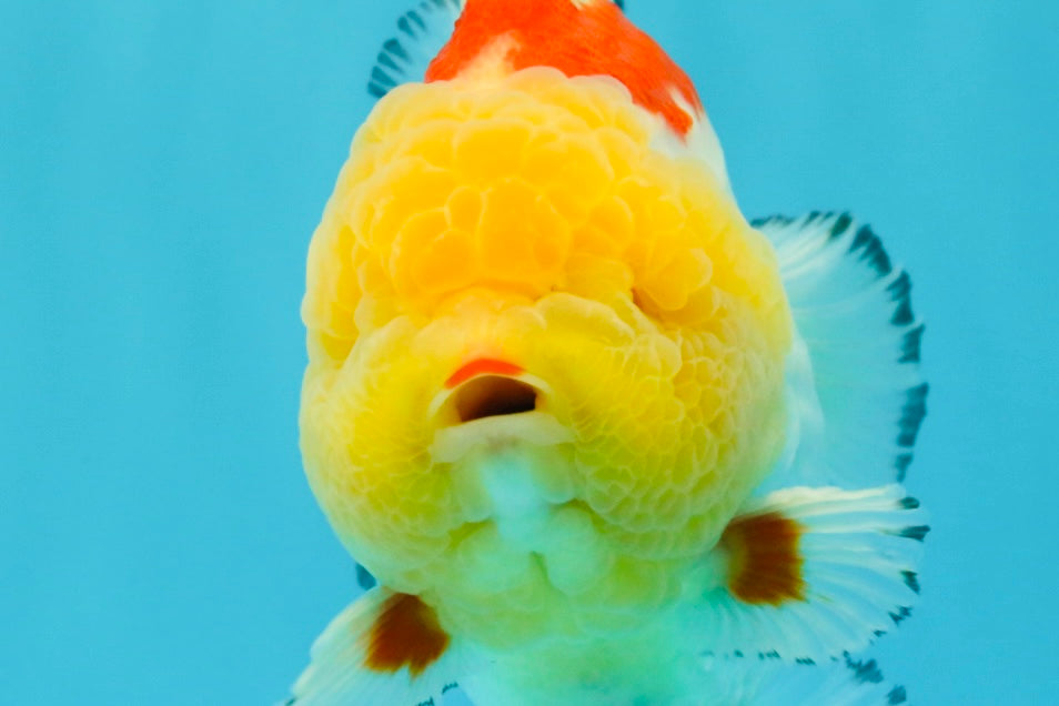 CHUBBY AAA Grade Godzilla Red White Lipstick Yuanbao Male 5-5.5 inches #022726YB_04