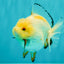 A Grade Chicken White Yuanbao Female 5 inches #062626YB_15