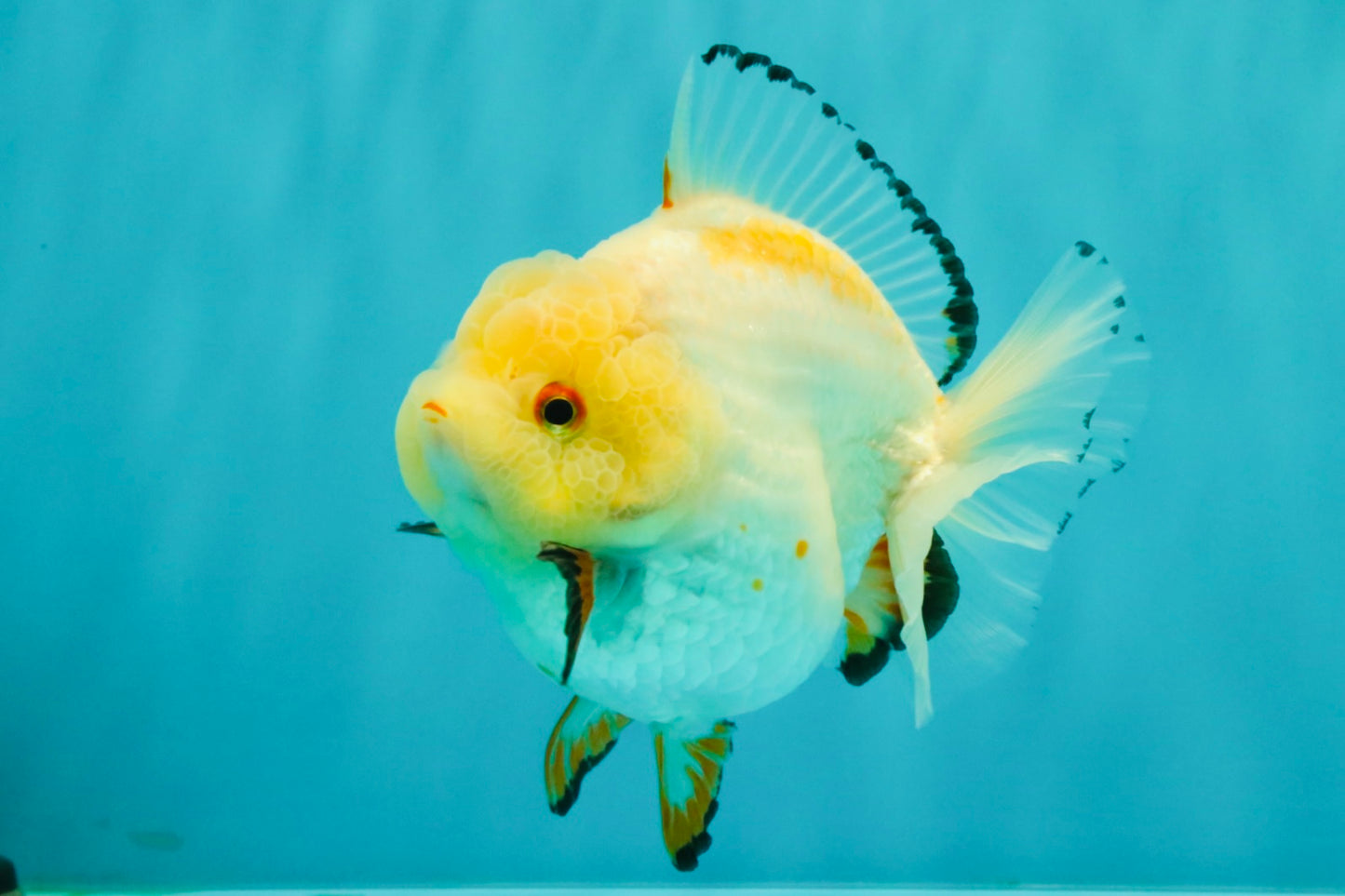 A Grade Chicken White Yuanbao Female 5 inches #062626YB_15